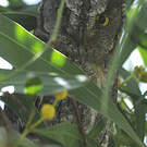 Petit-duc scops