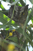 Eurasian Scops Owl