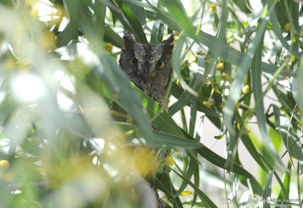 Petit-duc scops mâle adulte