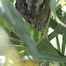 Petit-duc scops