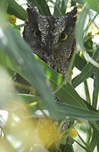 Petit-duc scops