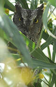 Eurasian Scops Owl