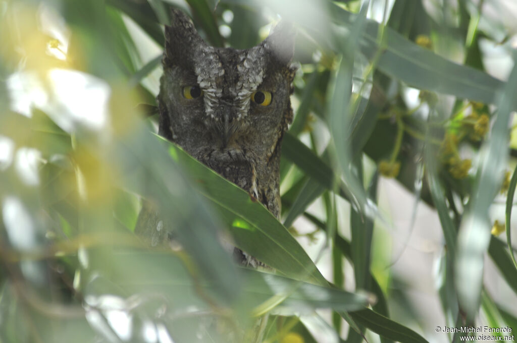 Petit-duc scops mâle adulte