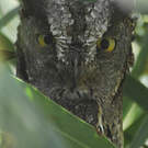 Petit-duc scops