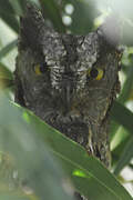 Eurasian Scops Owl