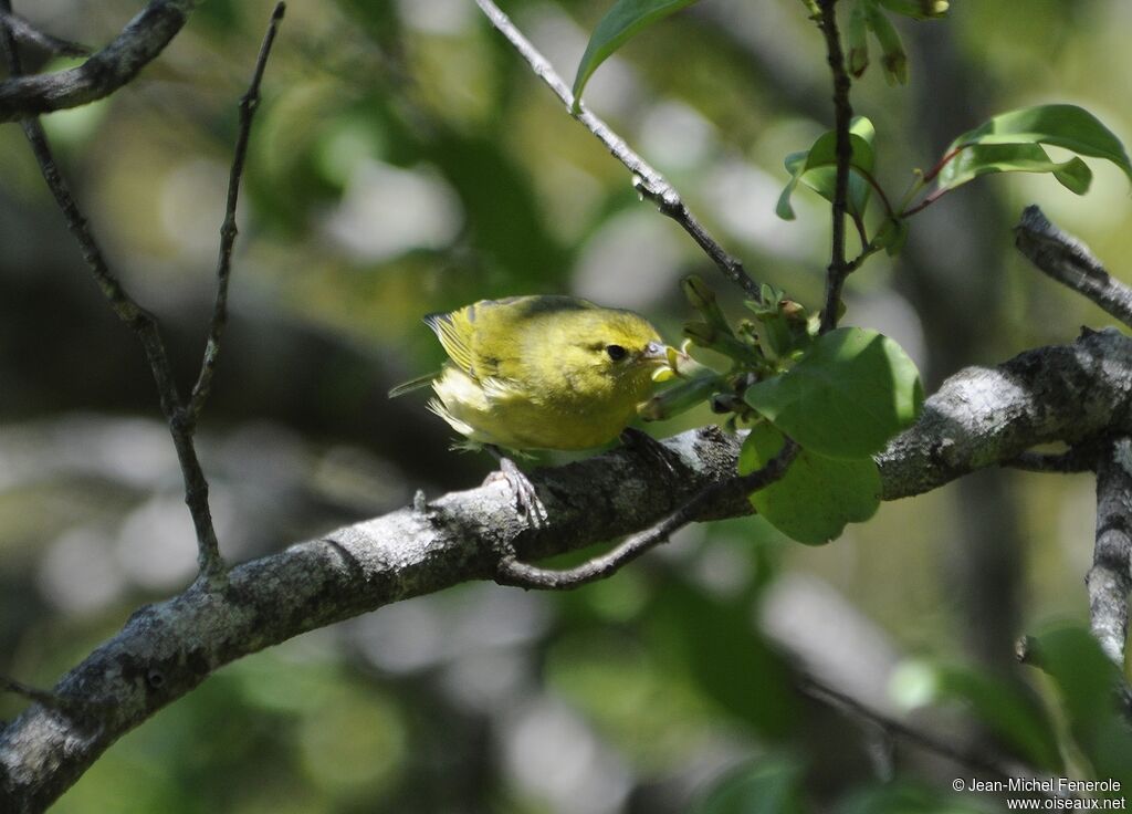 Petit Amakihi