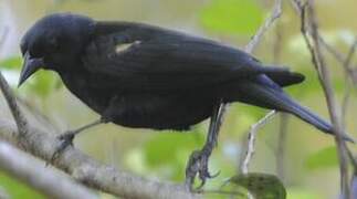 Tawny-shouldered Blackbird