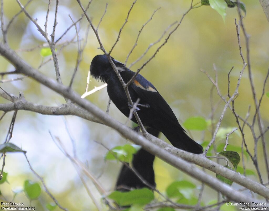 Tawny-shouldered Blackbird