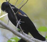 Tawny-shouldered Blackbird