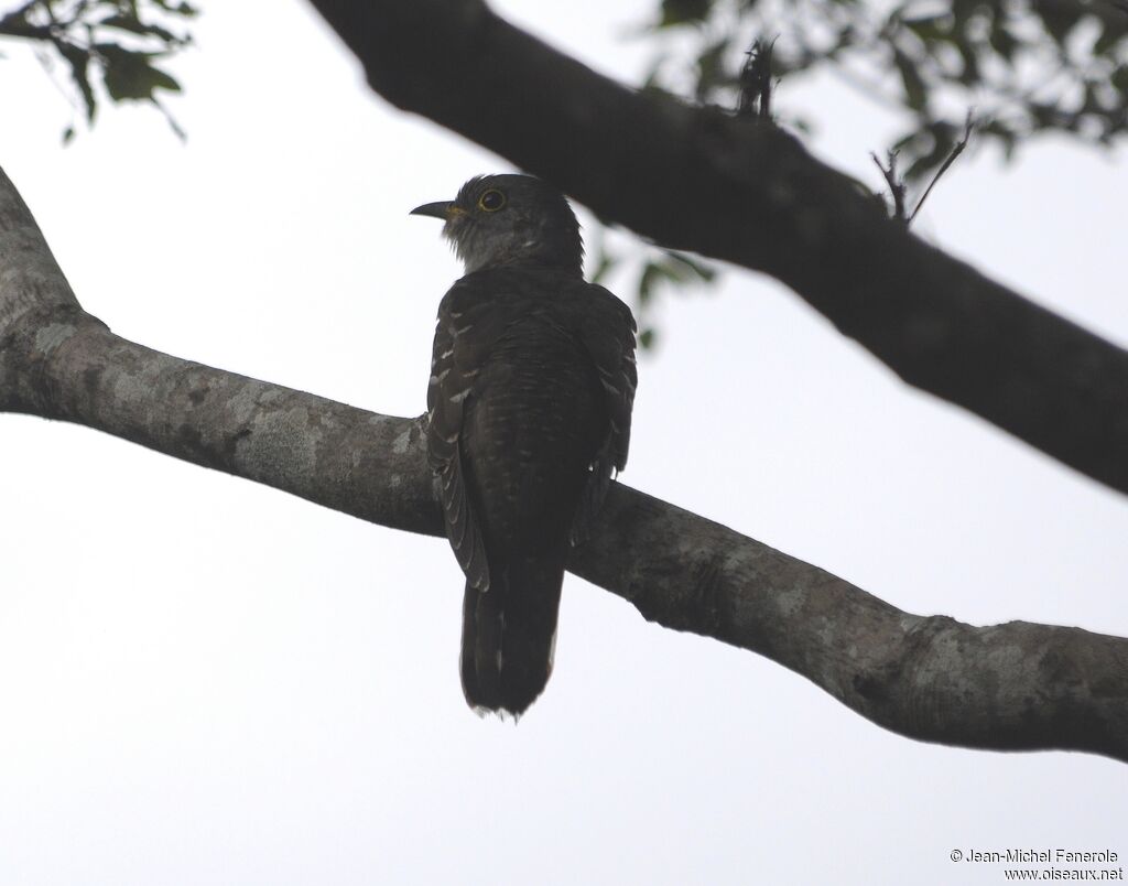 Lesser Cuckoo