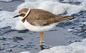 Little Ringed Plover