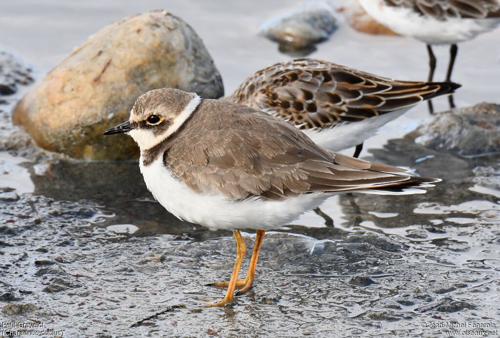 Little Ringed Plover