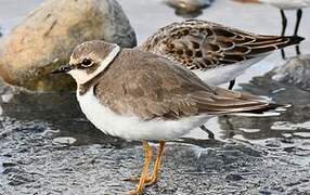 Little Ringed Plover