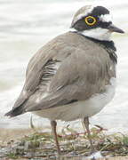 Little Ringed Plover