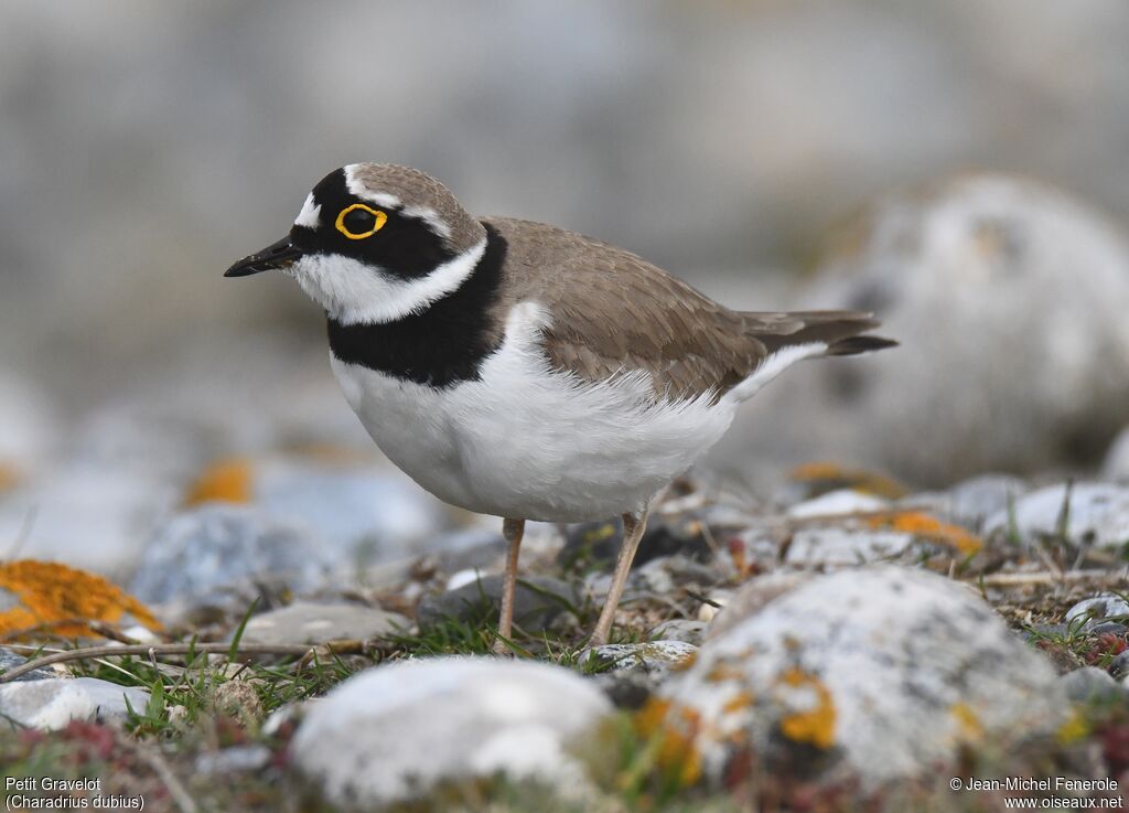 Little Ringed Plover