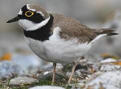 Little Ringed Plover