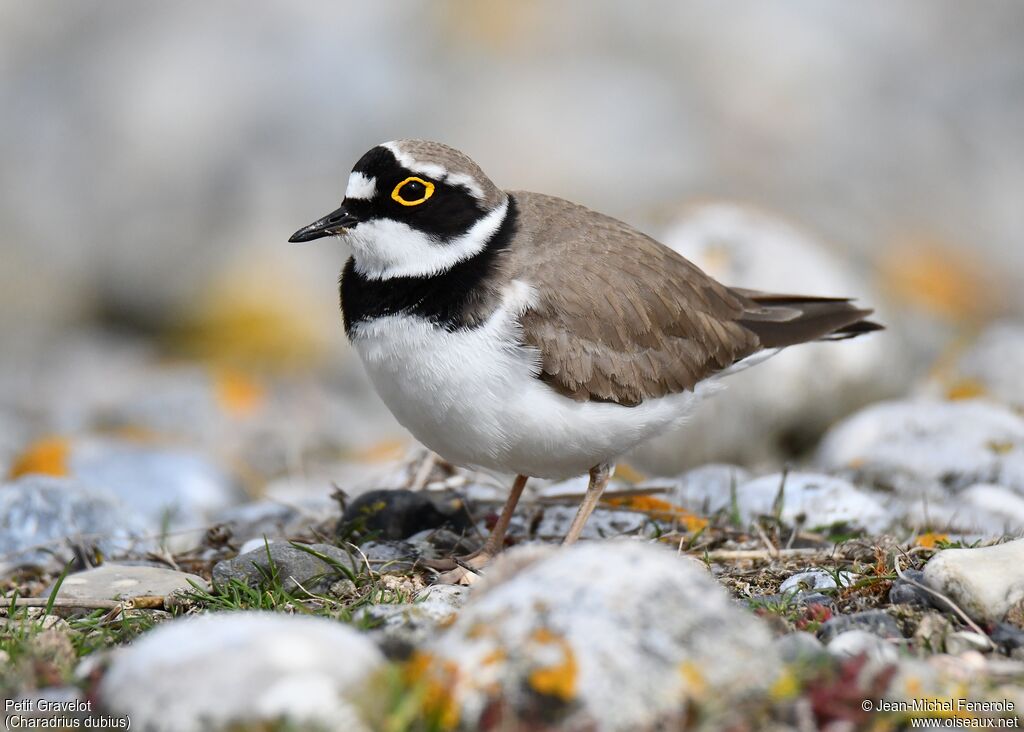 Little Ringed Plover