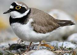 Little Ringed Plover