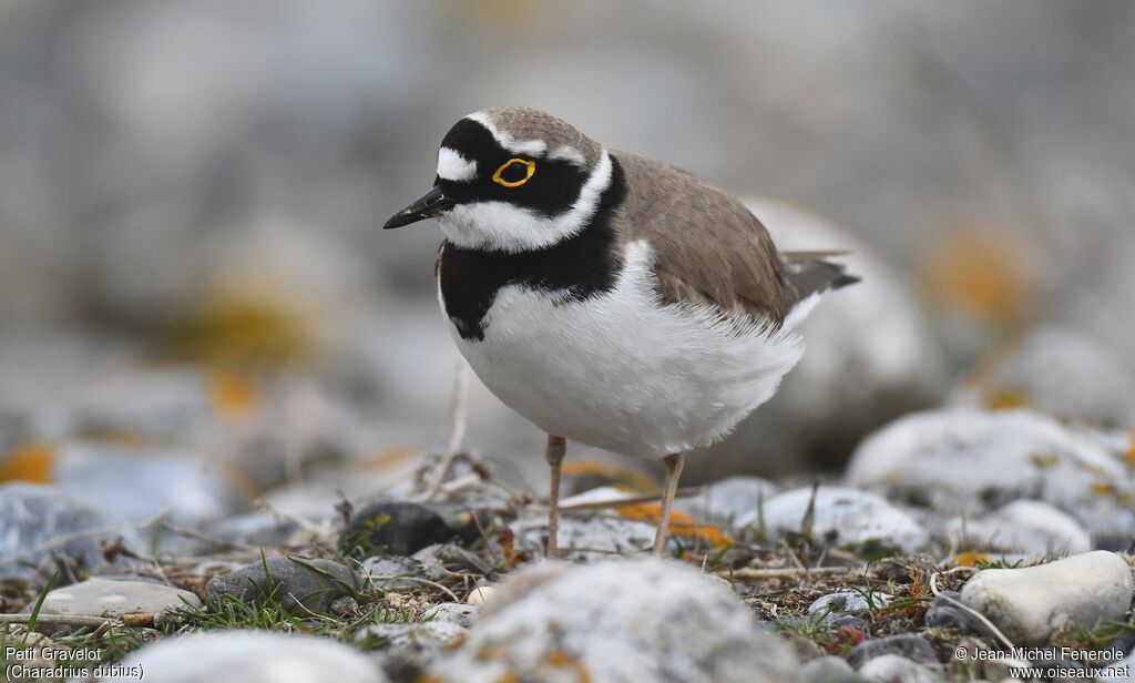 Little Ringed Plover