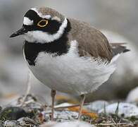 Little Ringed Plover