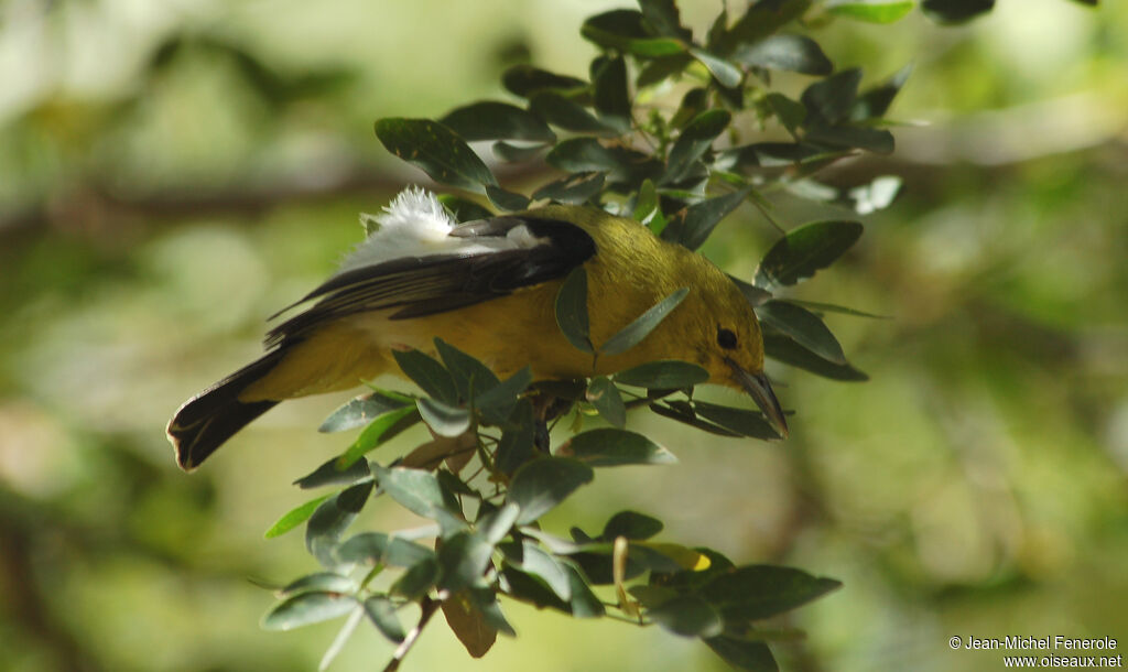 Common Iora female