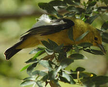 Common Iora