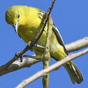 Common Iora