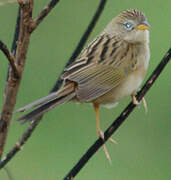 Lesser Grass Finch