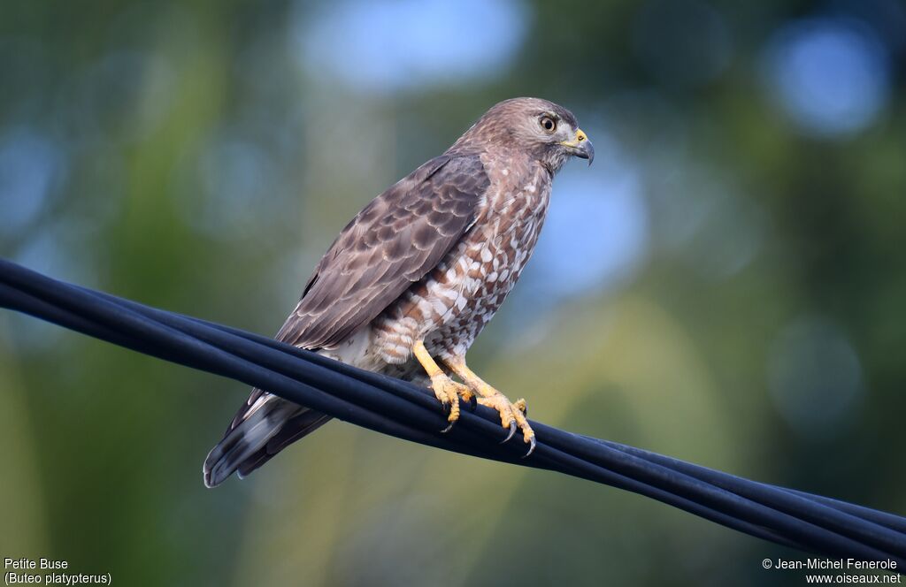 Broad-winged Hawk