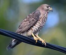 Broad-winged Hawk