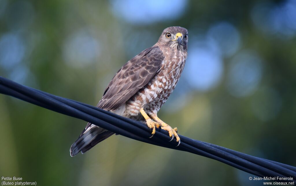 Broad-winged Hawk