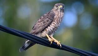 Broad-winged Hawk