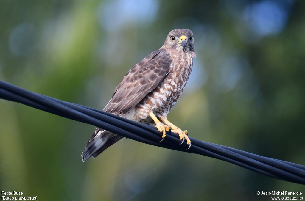 Broad-winged Hawk