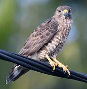 Broad-winged Hawk