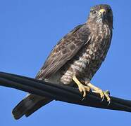 Broad-winged Hawk