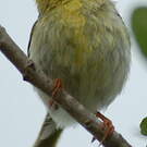 Petite Éroesse