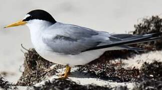 Least Tern