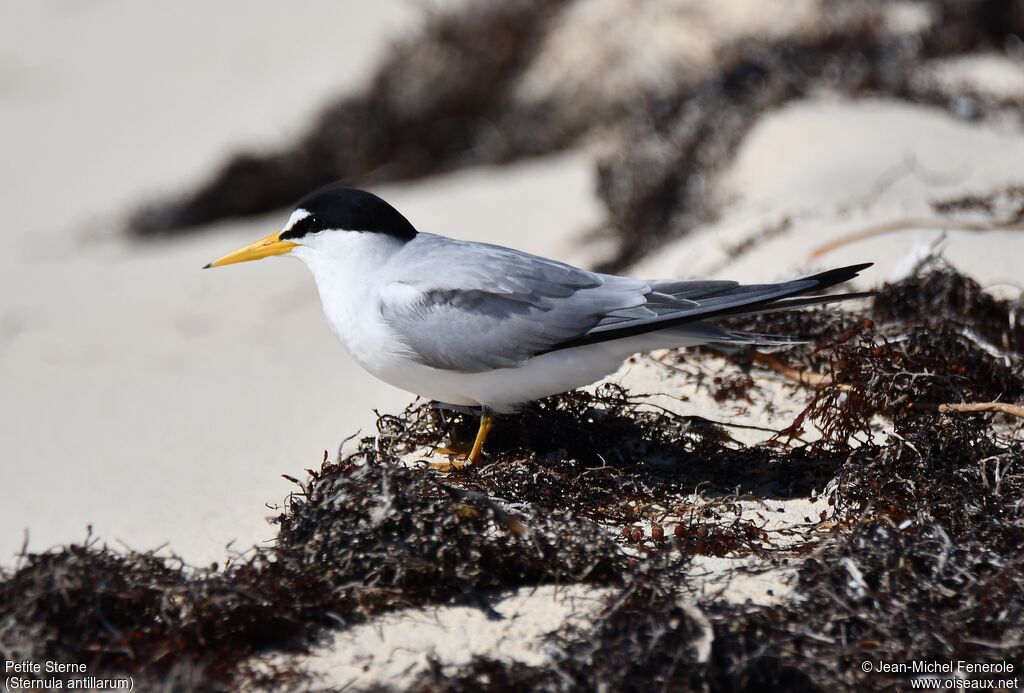 Least Tern