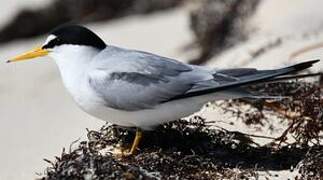 Least Tern