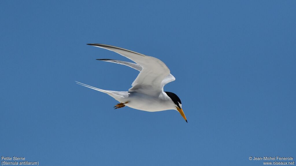 Least Tern