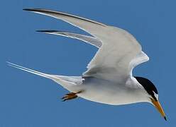 Least Tern