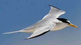 Least Tern