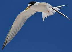 Least Tern