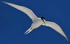 Least Tern