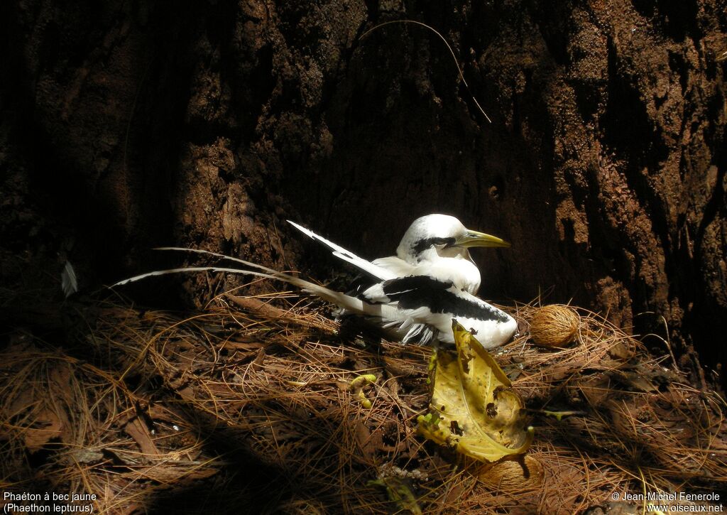 White-tailed Tropicbird