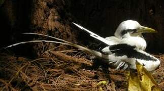 White-tailed Tropicbird