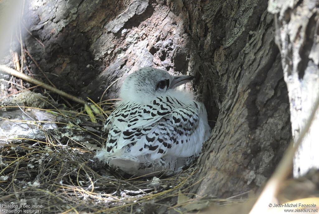 White-tailed Tropicbird