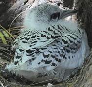 White-tailed Tropicbird