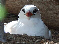 Red-tailed Tropicbird