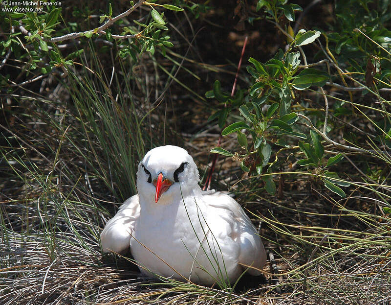 Phaéton à brins rouges adulte nuptial jefe29583